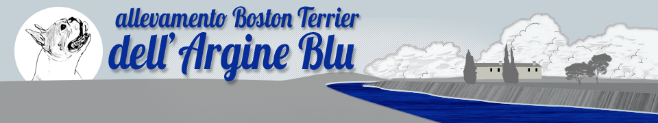 Allevamento Boston Terrier dell'Argine Blu